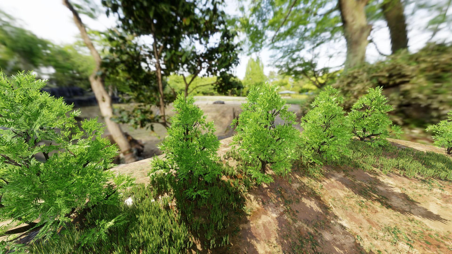 Forest